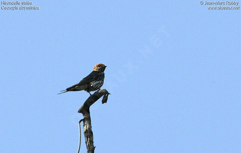 Lesser Striped Swallow, identification