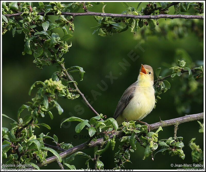 Melodious Warbler, identification