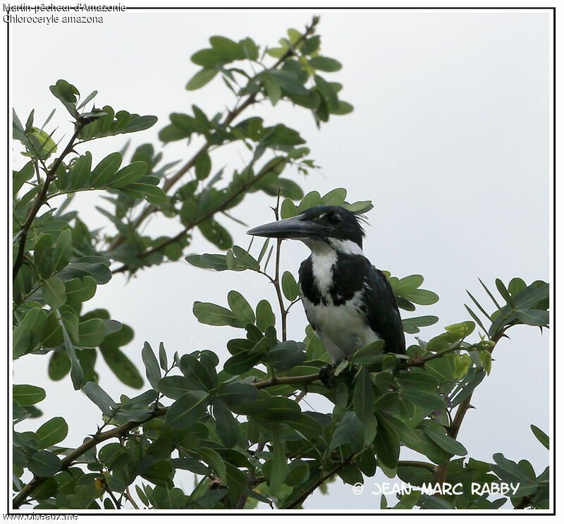 Amazon Kingfisher, identification