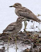 Water Thick-knee