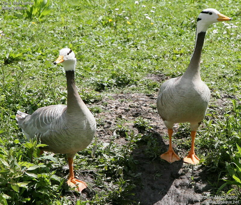 Bar-headed Goose , identification