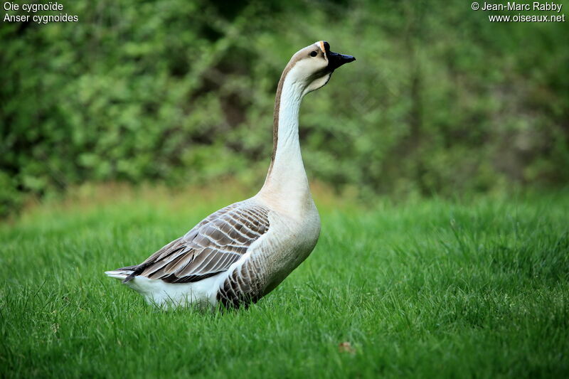 Swan Goose male, identification