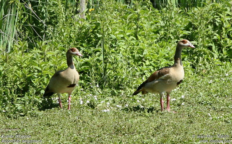 Egyptian Goose , identification