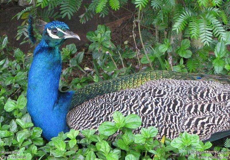 Indian Peafowl male