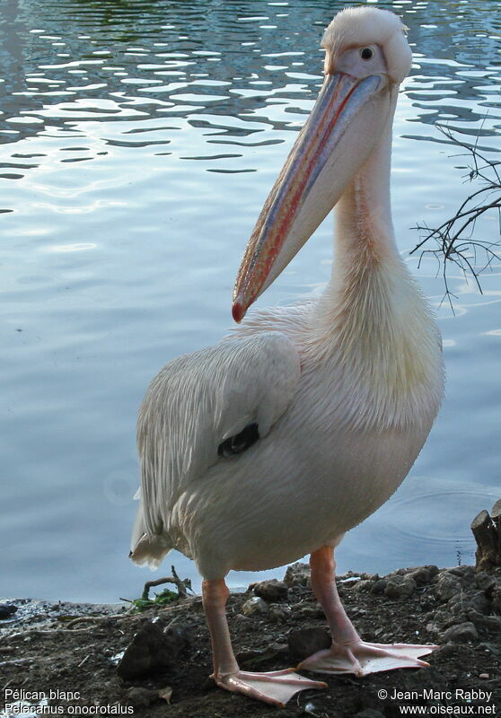 Great White Pelican, identification