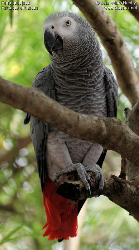 Perroquet jaco, identification