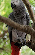 Grey Parrot