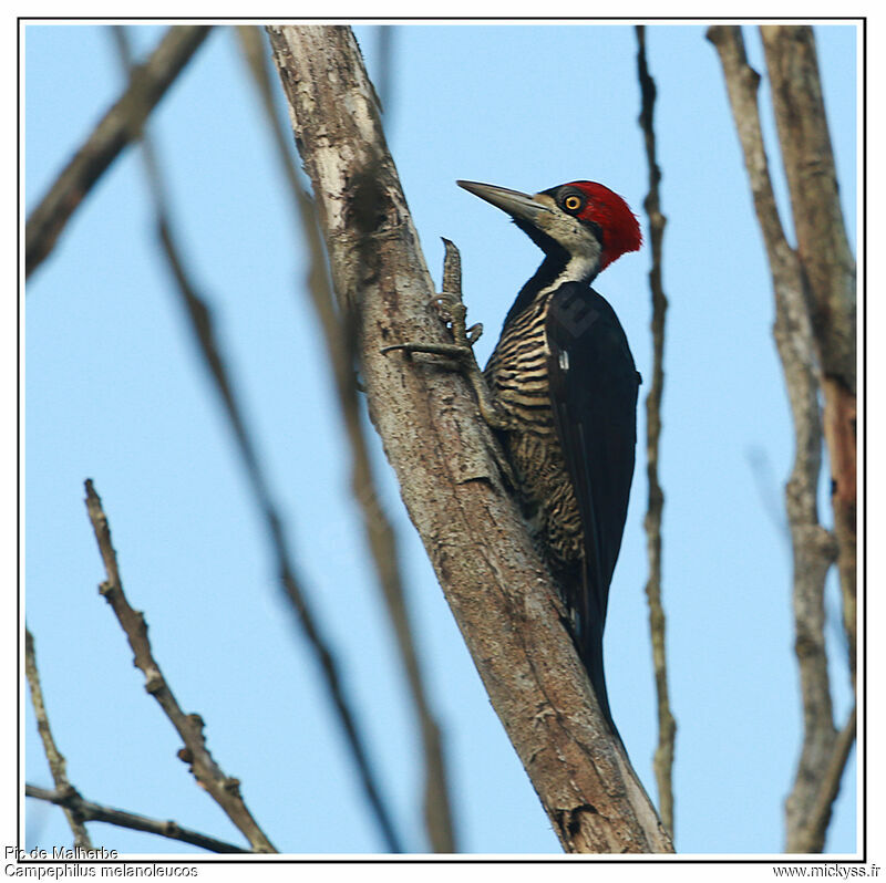 Crimson-crested Woodpecker, identification