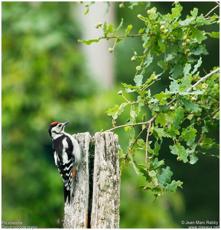 Great Spotted Woodpecker, identification