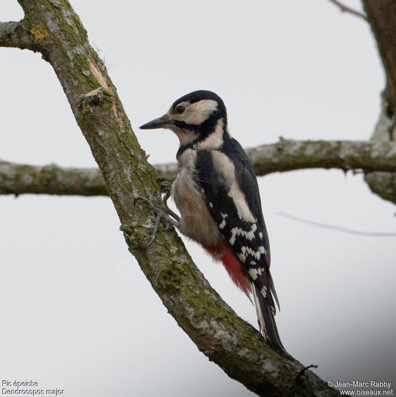 Great Spotted Woodpecker, identification