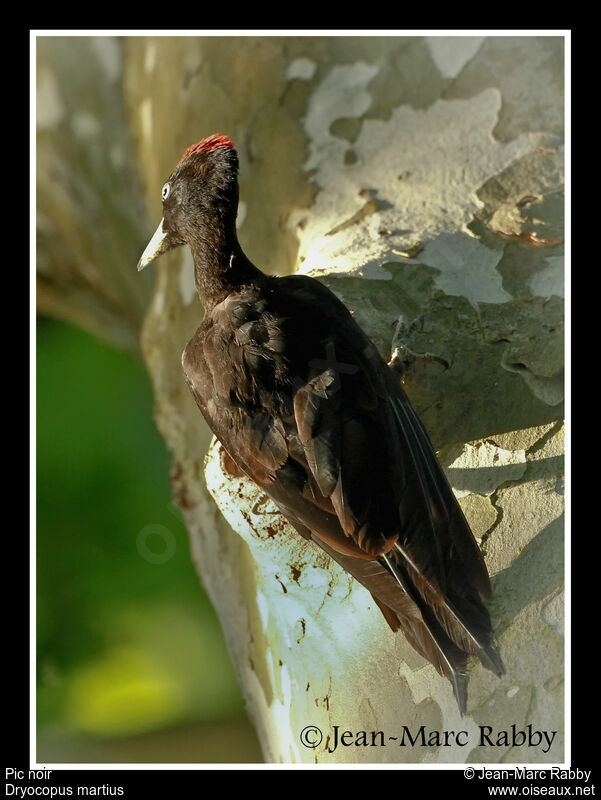 Black Woodpecker male, identification