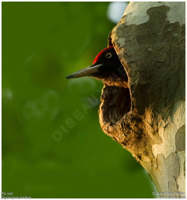 Black Woodpecker, identification