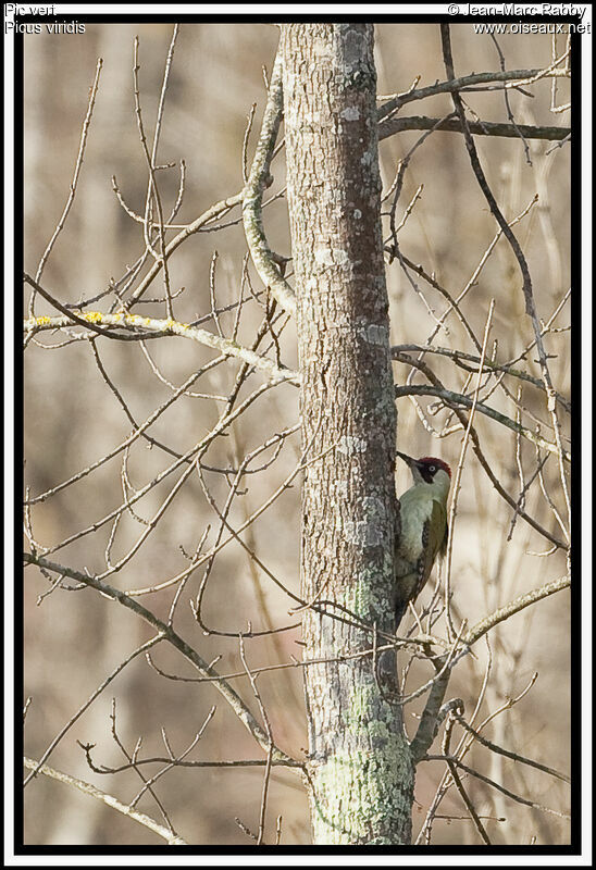 European Green Woodpecker female, identification