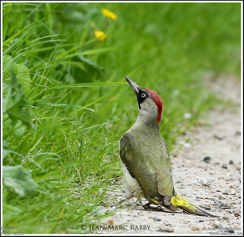 European Green Woodpecker, identification