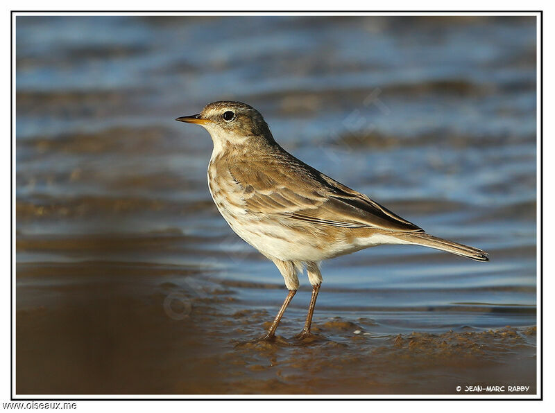 Water Pipit, identification