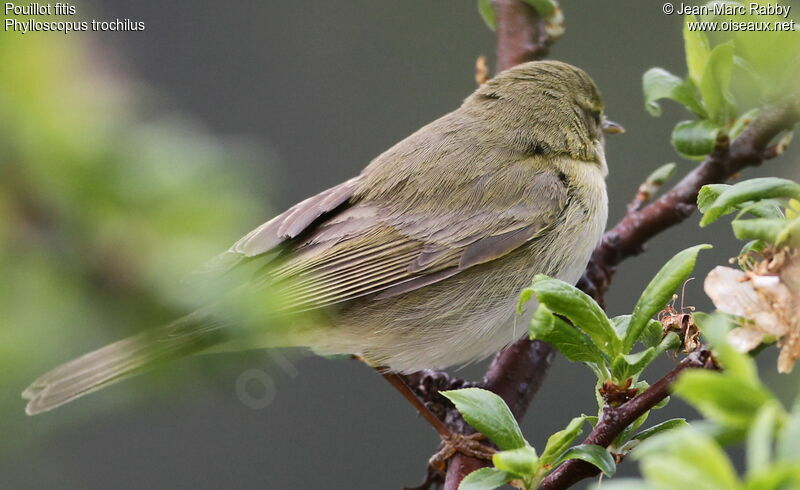 Willow Warbler, identification