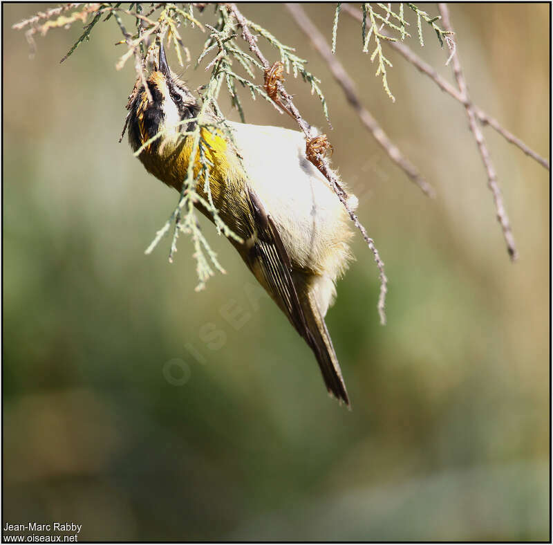 Common Firecrest male adult, fishing/hunting