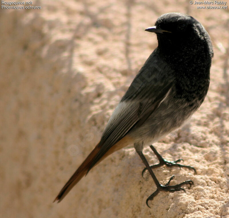 Black Redstart male, identification