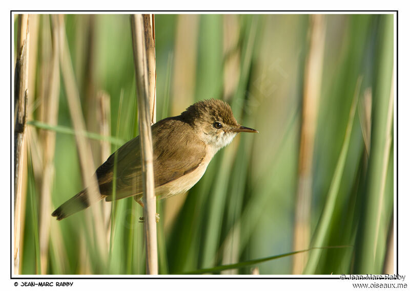 Common Reed Warbler male, identification