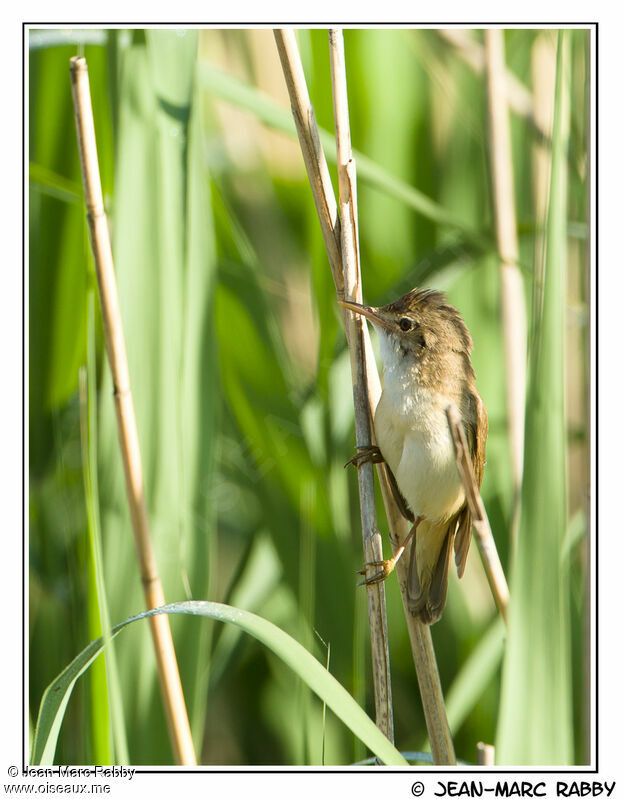 Common Reed Warbler male, identification