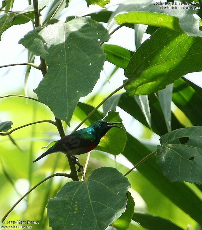 Olive-bellied Sunbird male