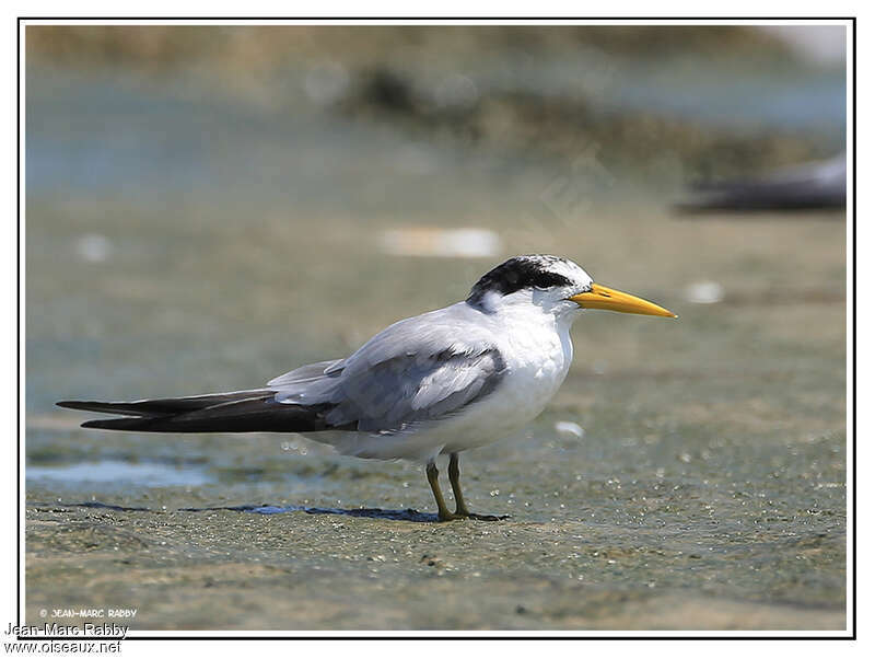 Yellow-billed Tern, identification