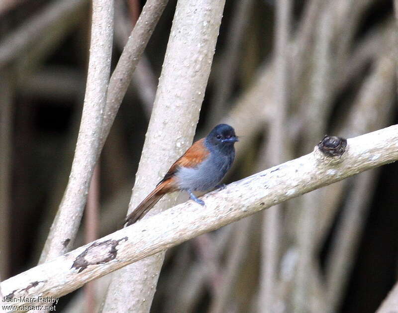 Rufous-vented Paradise Flycatcher, identification