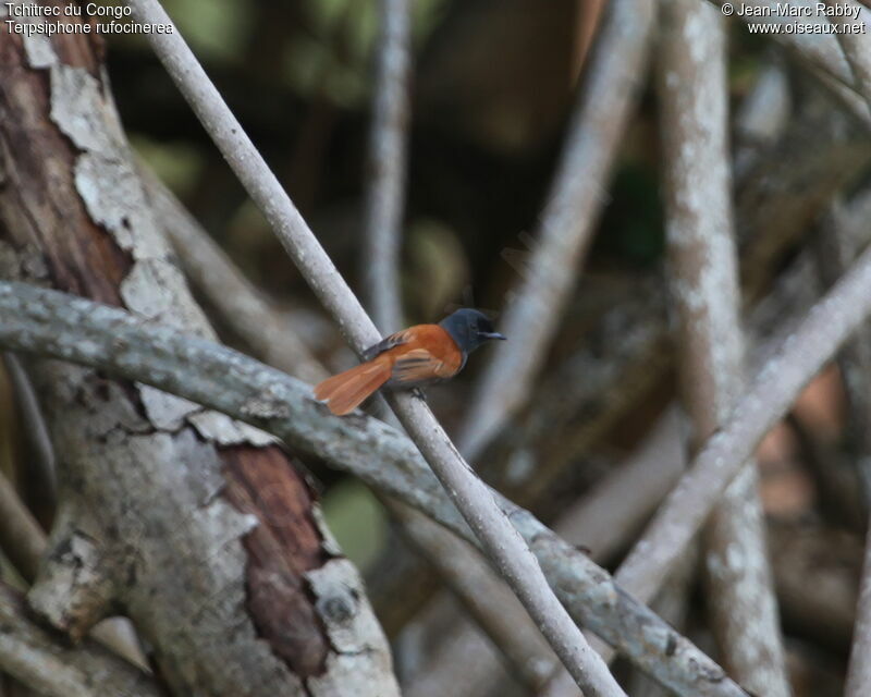 Rufous-vented Paradise Flycatcher, identification