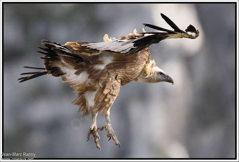 Griffon Vultureimmature, Flight