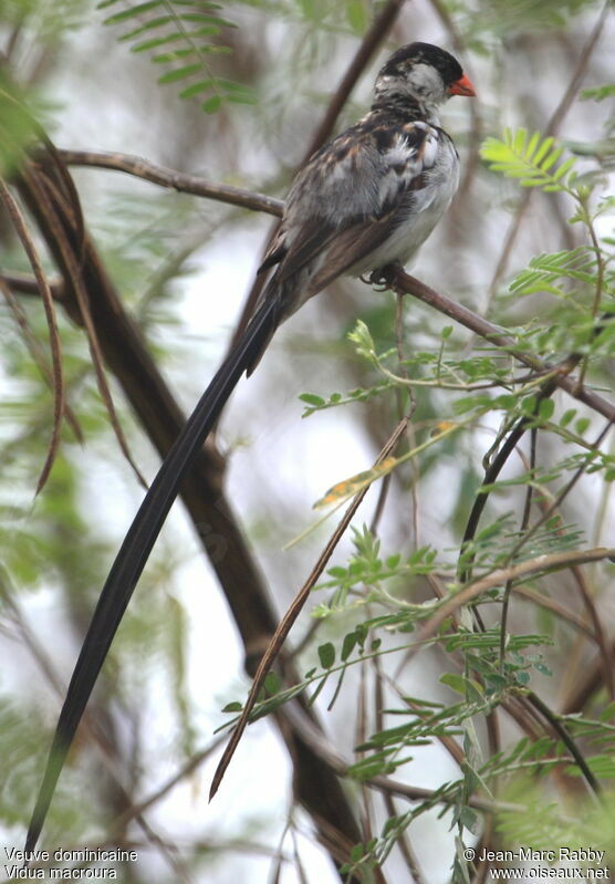 Pin-tailed Whydah, identification