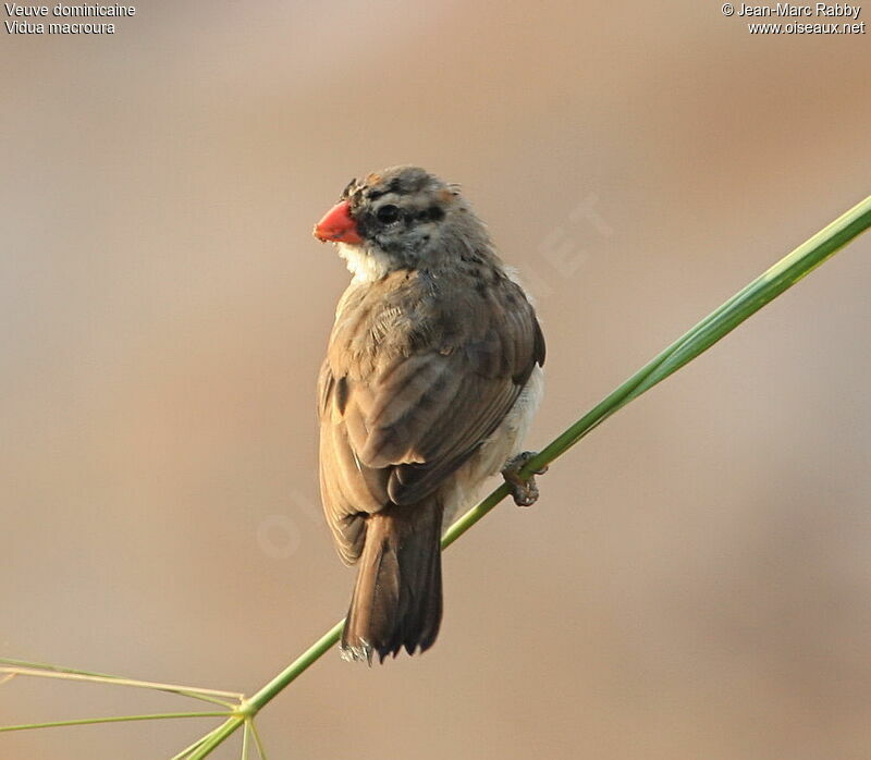 Pin-tailed Whydah female, identification